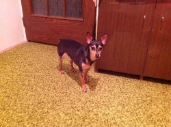 Štěňátka trpasličího pinče